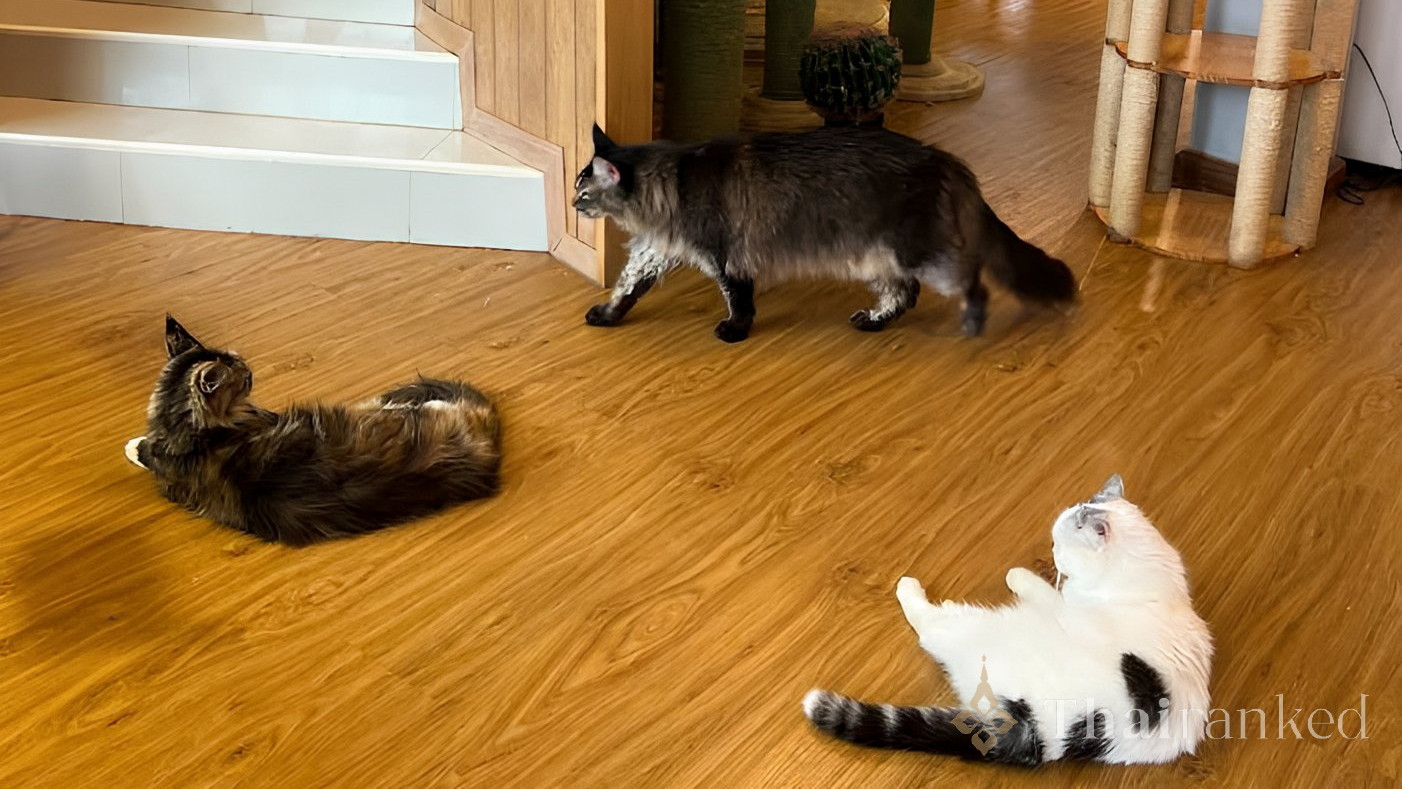 Catnip House Cat Cafe