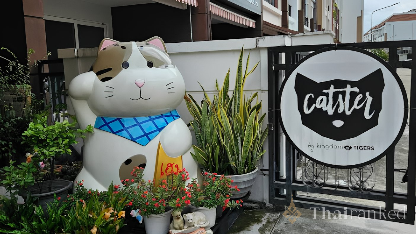 Catster by Kingdomoftigers