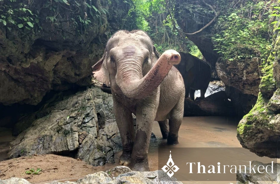 Burm and Emily’s Elephant Sanctuary (BEES) (Chiang Mai)