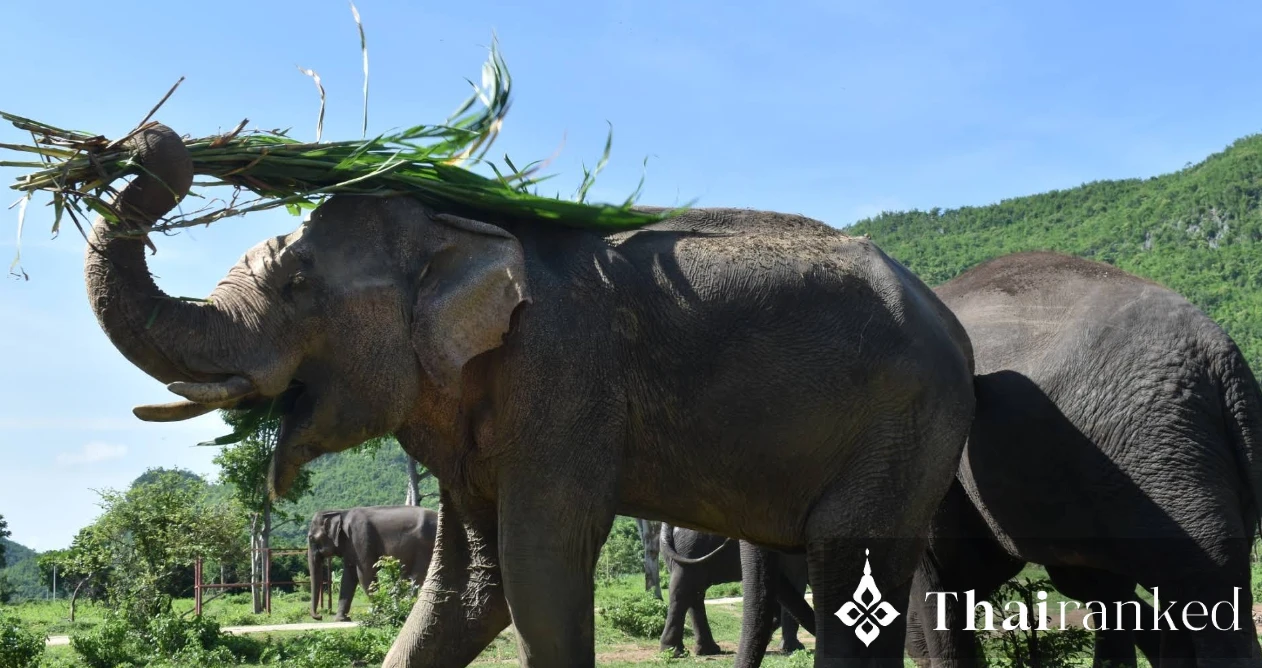 Elephants World (Kanchanaburi)