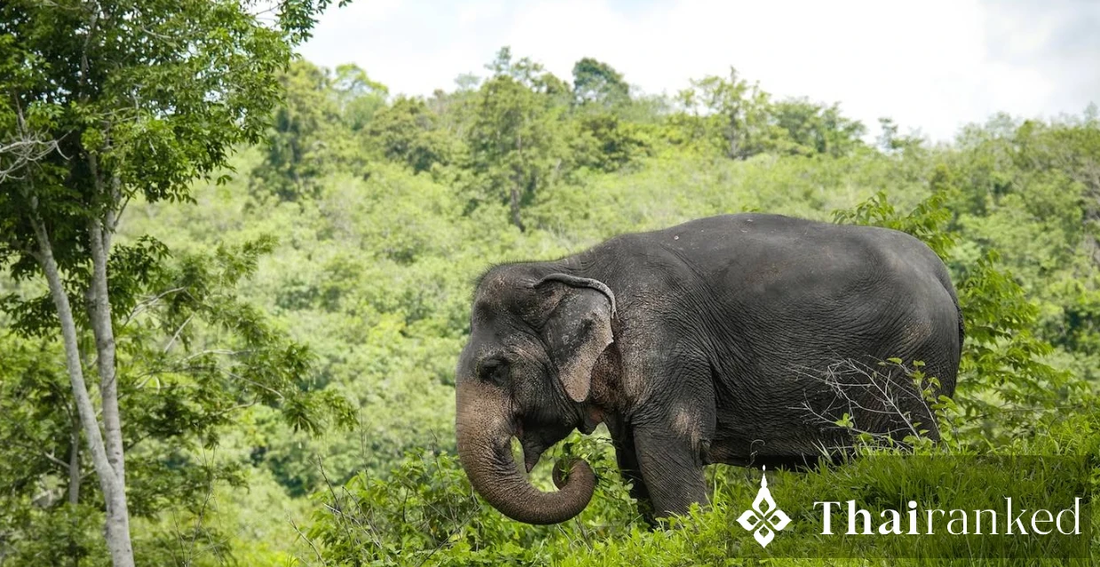 Phuket Elephant Sanctuary (Phuket)