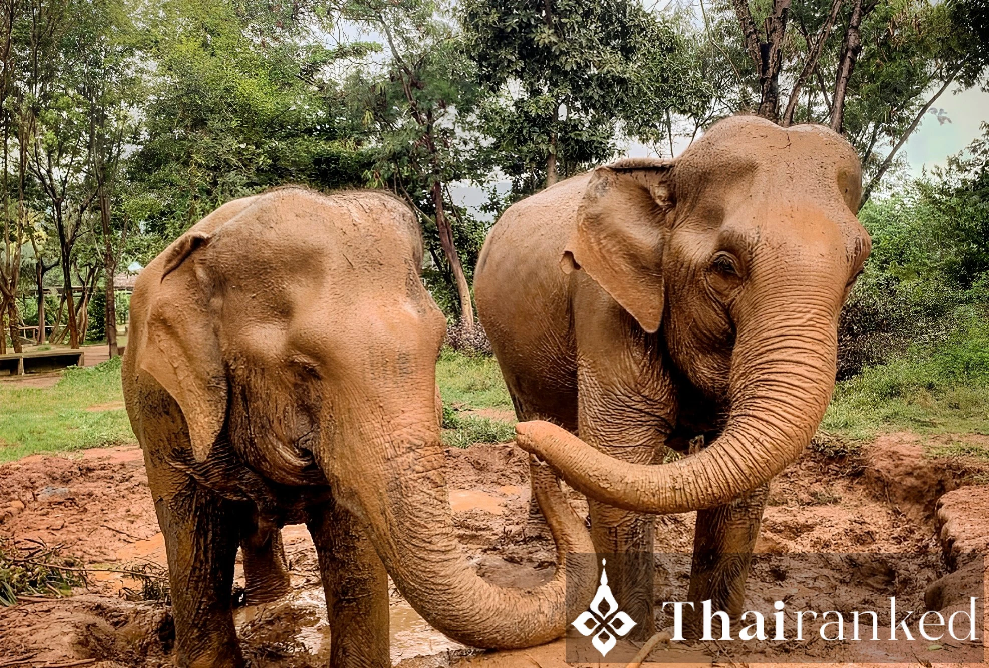 Samui Elephant Sanctuary (Koh Samui)