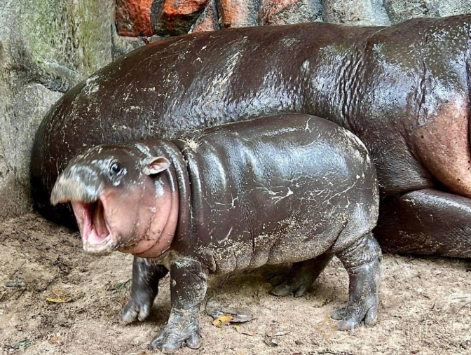 Khao Kheow Open Zoo (Chonburi)