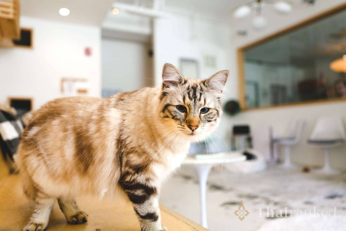 The Cutest Cat Cafes in Bangkok - thumbnail