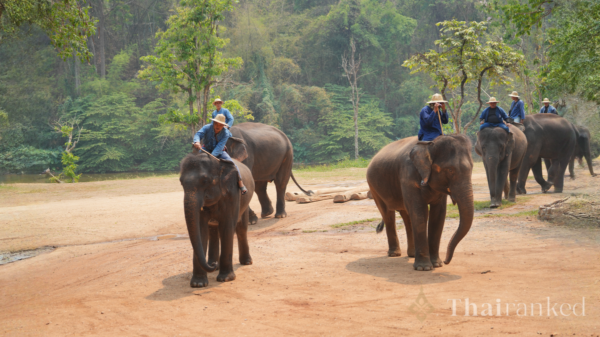 Elephant Nature Park