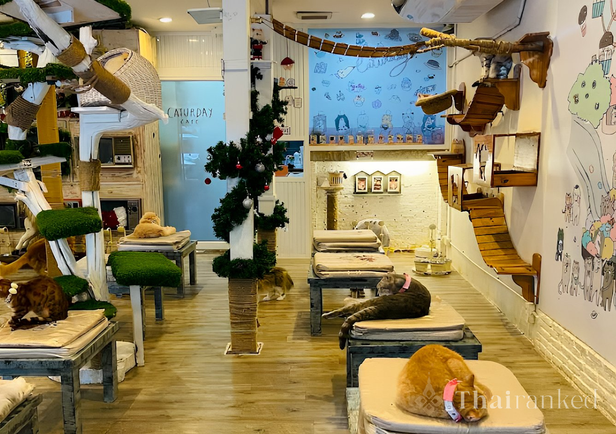 Caturday Cat Cafe
