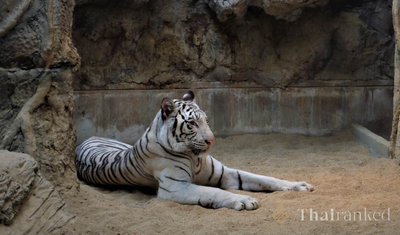 Chiang Mai Night Safari (Chiang Mai)