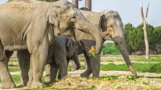 Khao Sok Elephant Sanctuary