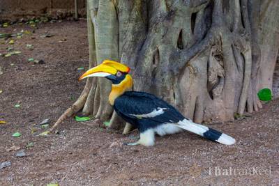 Songkhla Zoo (Songkhla)