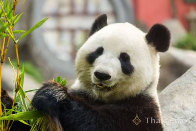 Chiang Mai Zoo & Aquarium (Chiang Mai)