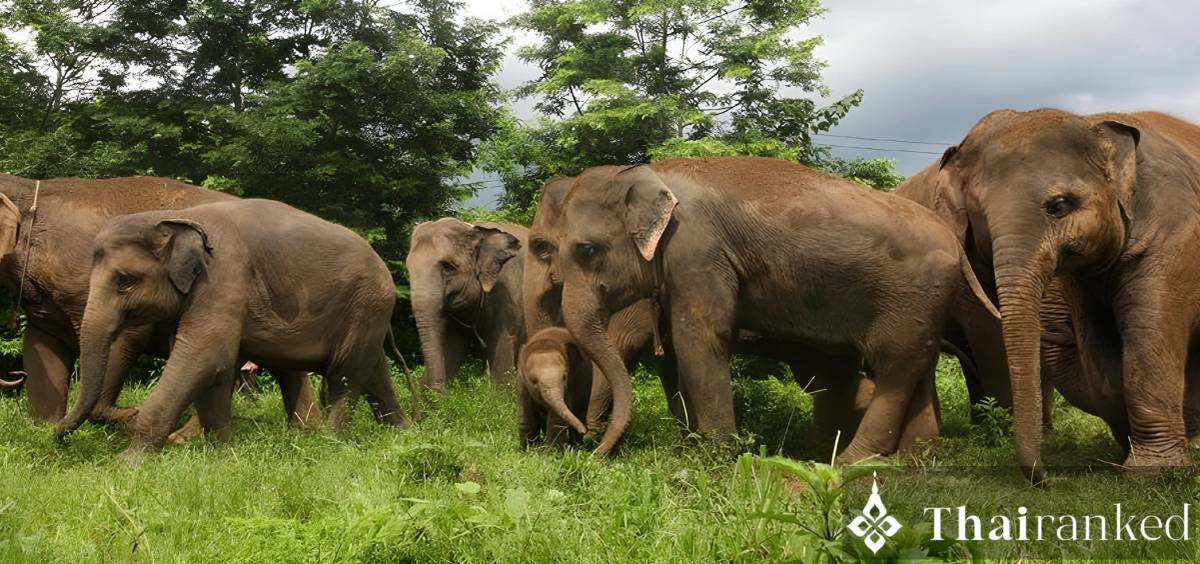 엘리펀트 네이처 파크 (Chiang Mai)