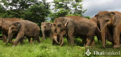 Elephant Nature Park (Chiang Mai)